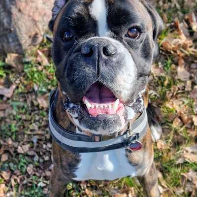 Hundetreffen-Trainingsspaziergänge mit Theo-Bild