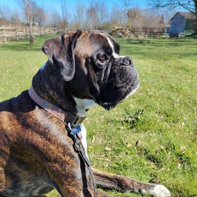 Hundetreffen-Trainingsspaziergänge mit Theo-Bild
