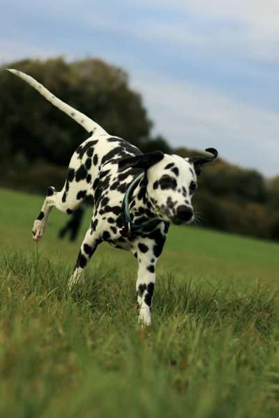 Fotochallenge 66 ~ Rennaction -Zeig deinen Hund im Lauf-Beitrag-Bild