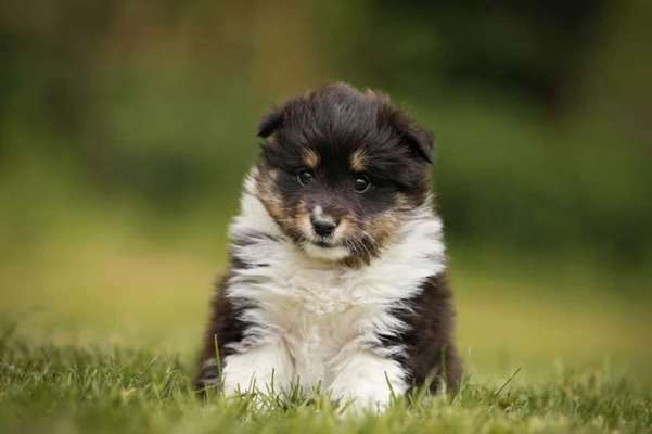 Die Dogorama Kalender Challenge Teil 1/4-Beitrag-Bild