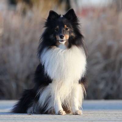 Hundetreffen-Spazieren/Playdate/Neues-Bild