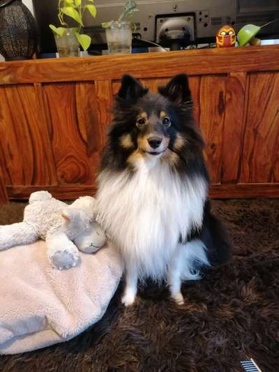 Shelties-Beitrag-Bild