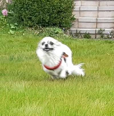 Zeige das lustigste Bild eures Hundis-Beitrag-Bild