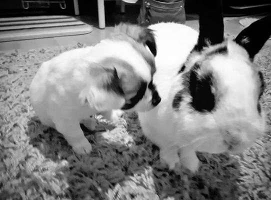 Unsere Sternchen ******-Beitrag-Bild