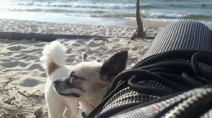 Dogorama-Monats-Challenge-Mai "Wasser"-Beitrag-Bild