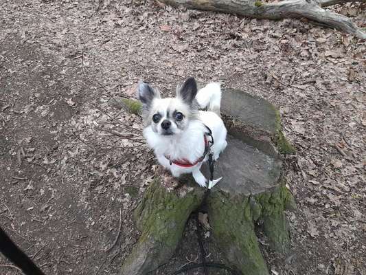 Wo sind die Chihuahua Besitzer ?-Beitrag-Bild