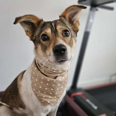 Hundetreffen-Suchen Hundefreunde mit/ohne Training-Bild
