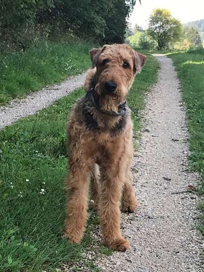 Airedale Terrier-Beitrag-Bild