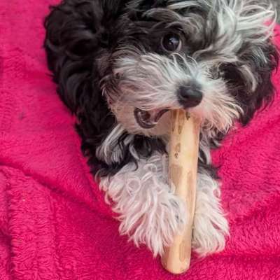 Hundetreffen-Kurze Welpenkontakte-Bild