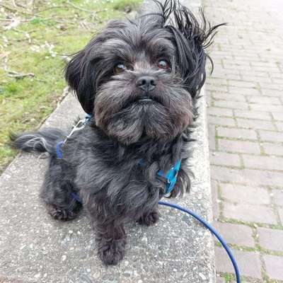 Wie kamst du zu deinem Hund?-Beitrag-Bild