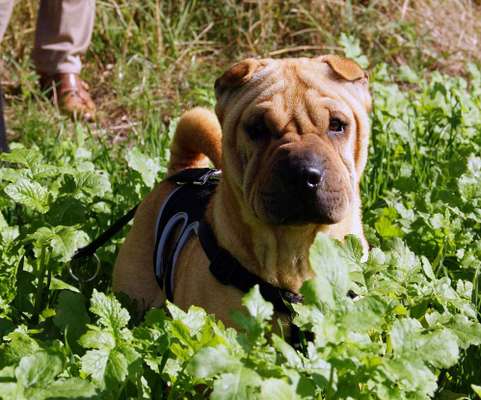 Challenge 23 : "  Euer Hund beim Frühlingserwachen "-Beitrag-Bild