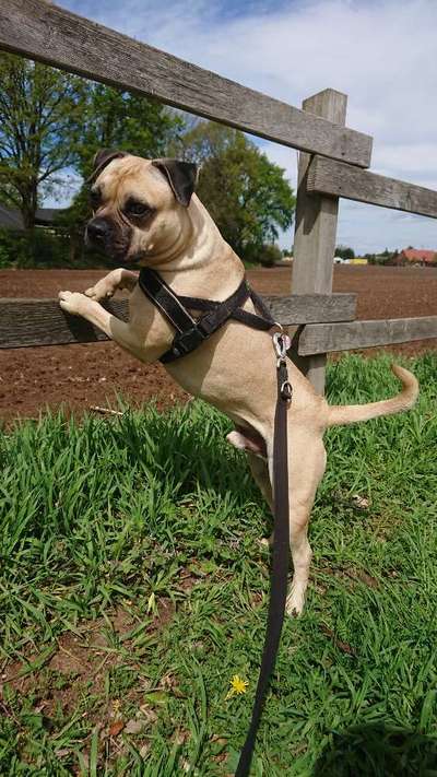 Challenge 23 : "  Euer Hund beim Frühlingserwachen "-Beitrag-Bild