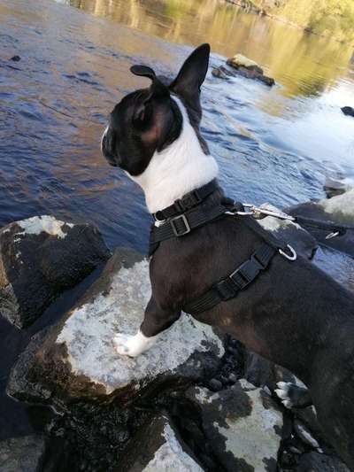 Dogorama-Monats-Challenge-Mai "Wasser"-Beitrag-Bild