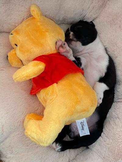 Welpen Bilder !-Beitrag-Bild