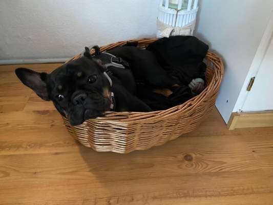 Hundetreffen-Spazieren gehen und Trainingspartner gesucht-Bild