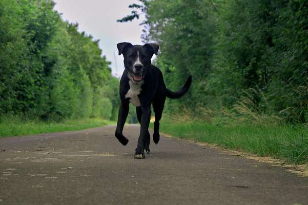 Hundetreffen-Spazieren, Wandern, Spielen, Trainieren-Bild