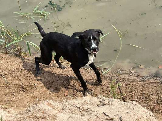 Die Dogorama-Wochen-Challenge "Die schönste Grimasse"-Beitrag-Bild