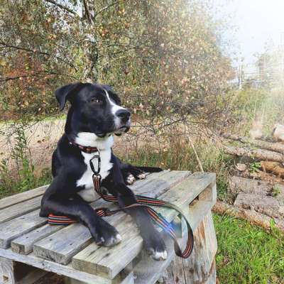 Mischlingshunde Foto Aufruf-Beitrag-Bild