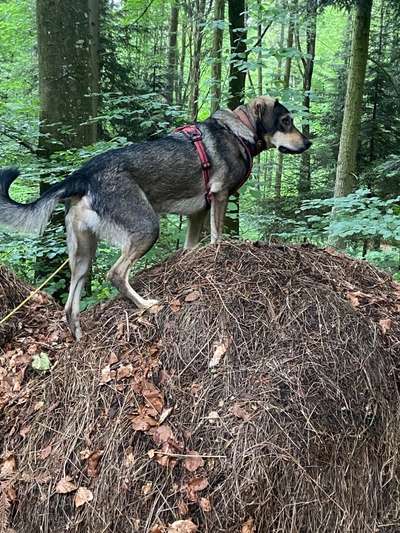 Wie heißt dein Hund?-Beitrag-Bild