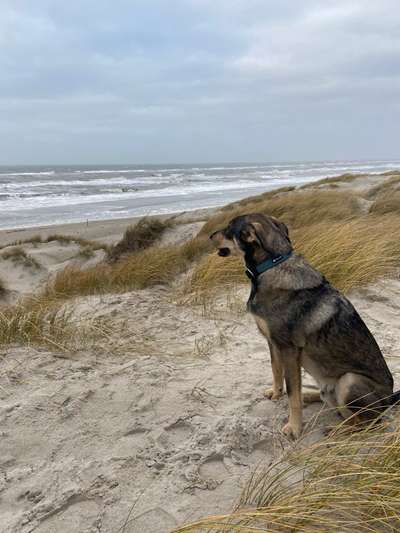 Hunde aus dem Tierschutz: Bulgarien-Beitrag-Bild