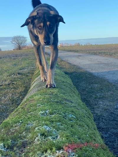 Tierschutzhund ist meine Lieblingsrasse-Beitrag-Bild