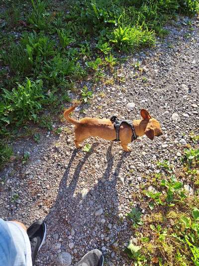 Hundetreffen-Gemeinsame Gassirunde-Bild