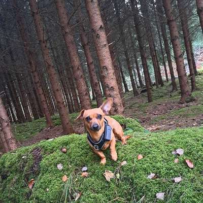 Hundetreffen-Gemeinsame Gassirunde-Bild