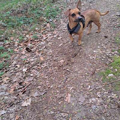 Hundetreffen-Gemeinsame Gassirunden-Bild