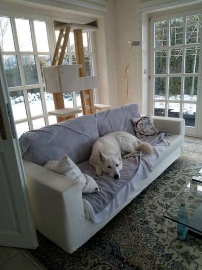 Darf der Hund bei Euch im Bett schlafen?-Beitrag-Bild