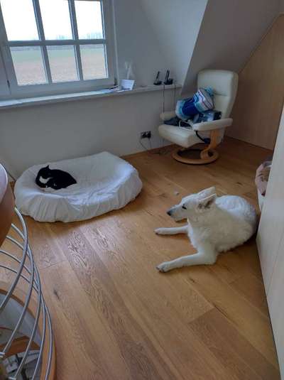 Darf der Hund bei Euch im Bett schlafen?-Beitrag-Bild