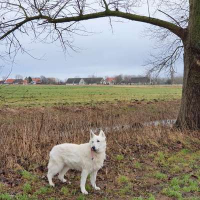Weißer Schweizer Schäferhund-Beitrag-Bild