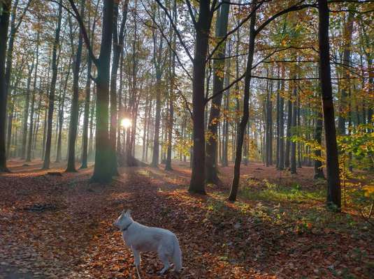 Weißer Schweizer Schäferhund-Beitrag-Bild