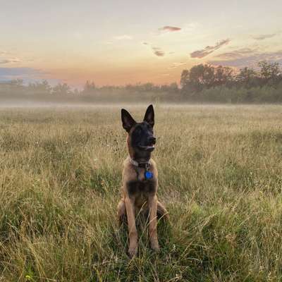 Zeigt eure Malinois!!!-Beitrag-Bild