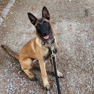 Malinois-Beitrag-Bild