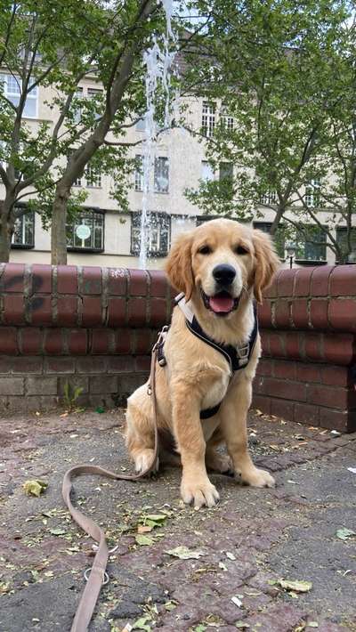 Hundetreffen-Suche Spielfreunde-Bild