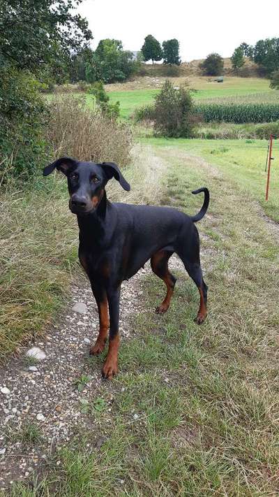 Wo sind die Dobis?-Beitrag-Bild