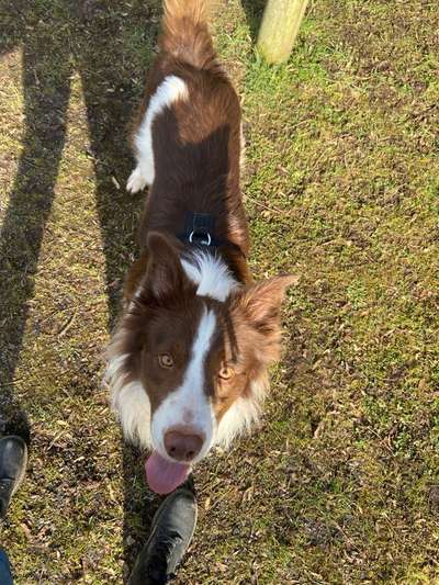 Hundetreffen-Runde zum Trainieren-Bild