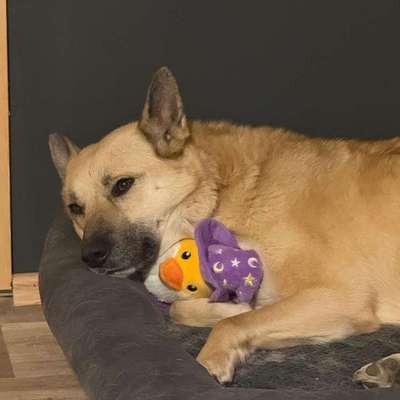 TierschutzhundeStammtisch🐕-Beitrag-Bild