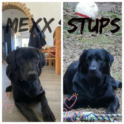 Wurfgeschwister Labrador gesucht-Beitrag-Bild