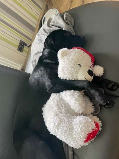 Labradorfans-Beitrag-Bild