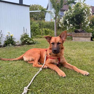 Hundetreffen-Pippa sucht passende Spielpartner-Bild