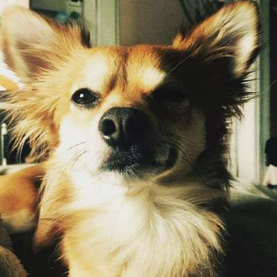 Dein Hund im Dogorama-Kalender 2021-Beitrag-Bild