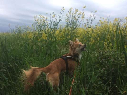 Dein Hund im Dogorama-Kalender 2021-Beitrag-Bild