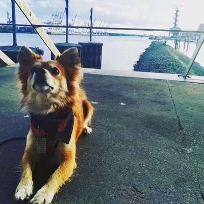 Dein Hund im Dogorama-Kalender 2021-Beitrag-Bild