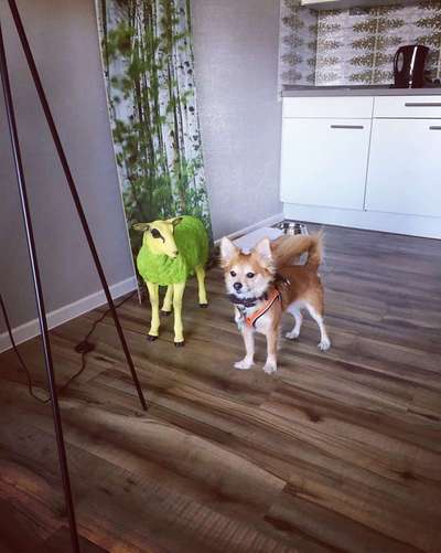 Dein Hund im Dogorama-Kalender 2021-Beitrag-Bild