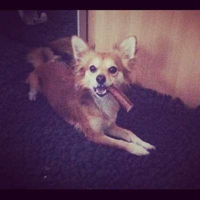 Dein Hund im Dogorama-Kalender 2021-Beitrag-Bild