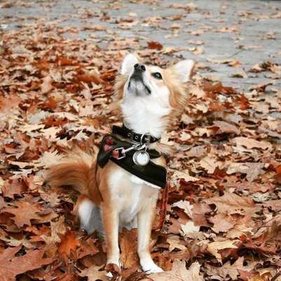 Dein Hund im Dogorama-Kalender 2021-Beitrag-Bild