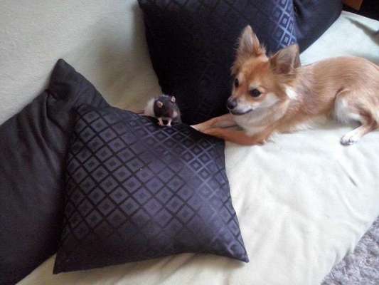 Dein Hund im Dogorama-Kalender 2021-Beitrag-Bild