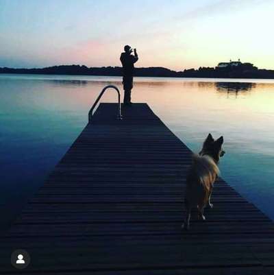 Dein Hund im Dogorama-Kalender 2021-Beitrag-Bild