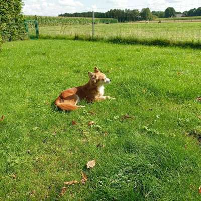 Titelbild Gruppe Chihuahua Treffen Hamburg